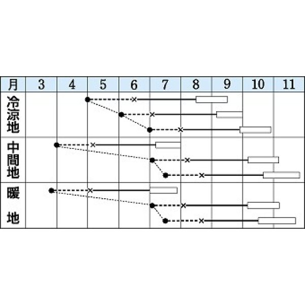 画像2: [キャベツ]　初秋　1.8ml（約200粒）　タキイ種苗（株）　DF (2)