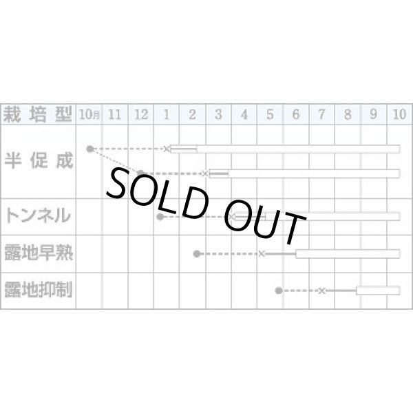 画像2: 送料無料　[なす]　庄屋大長　50粒　タキイ種苗(株)　DF (2)