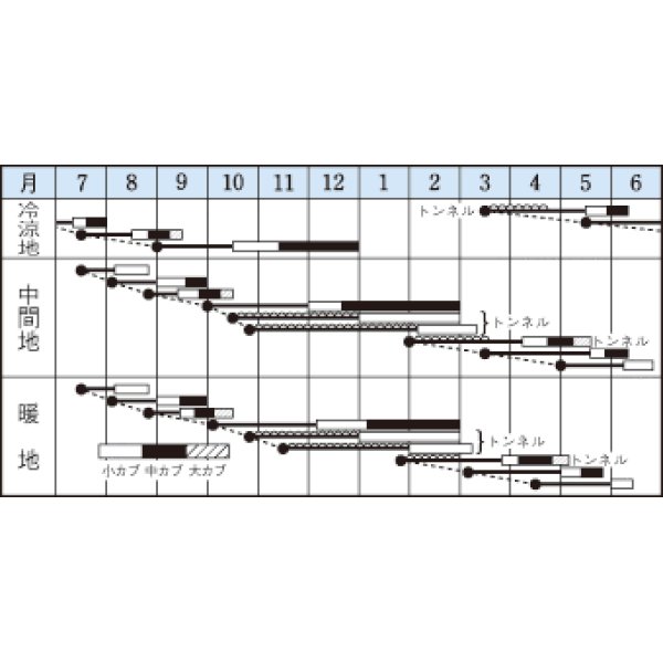 画像2: [かぶ]　耐病ひかり　ペレット300粒　タキイ種苗（株） (2)