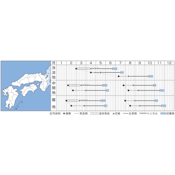 画像2: [ブロッコリー]　トップギア　1.1ｍｌ 貴種（コートしてません）　タキイ種苗（株）　DF　 (2)