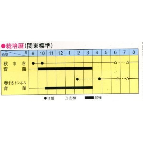 画像2: [ねぎ]　東京冬黒一本太　2dl　トキタ種苗（株） (2)