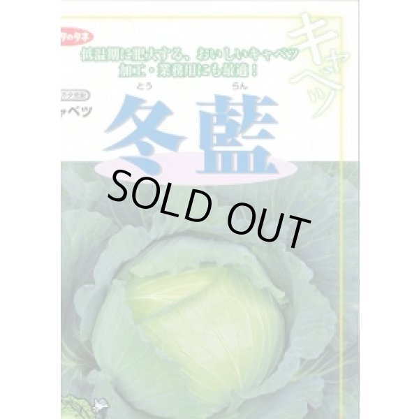 画像3: 送料無料　[キャベツ]　冬藍　ペレット種子300粒　(株)サカタのタネ　実咲PRO（101533） (3)