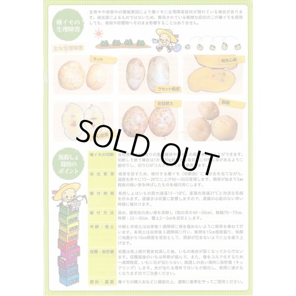 画像5: [いも類/じゃがいも]　とうや (5)