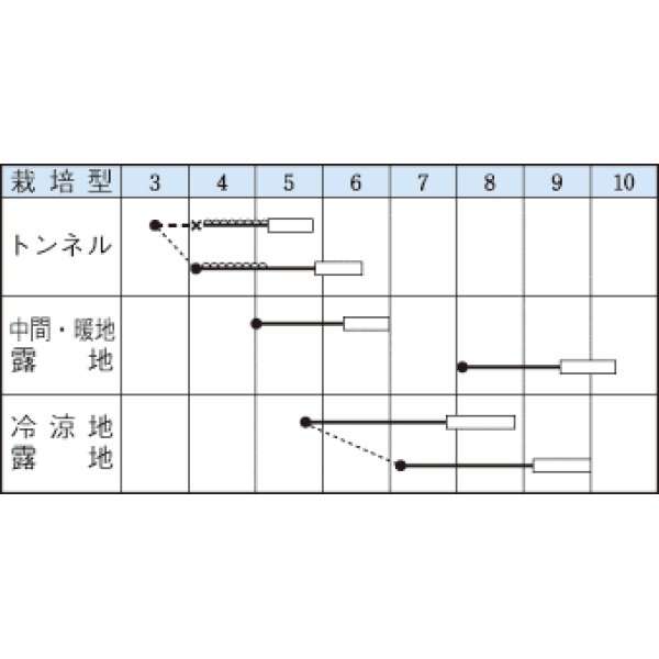 画像2: [いんげん]　つるなし　モロッコ　50ml　タキイ種苗　GF　 (2)