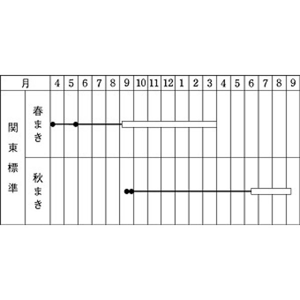 画像2: 送料無料　[牛蒡]　柳川理想　9ml　タキイ種苗　GF (2)