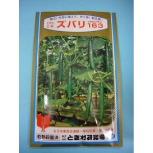 画像: [キュウリ]　ズバリ163　350粒　（株）（株）ときわ研究場