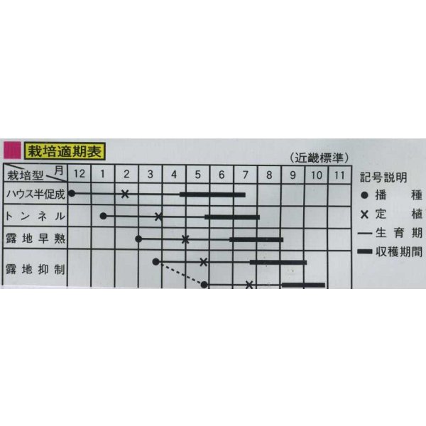 画像2: [トマト/ミニトマト]　チャペルトマト　25粒　大和農園 (2)