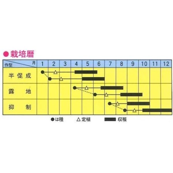 画像2: [キュウリ]　ミニQ　10粒　トキタ種苗（株）　トキタ種苗（株） (2)