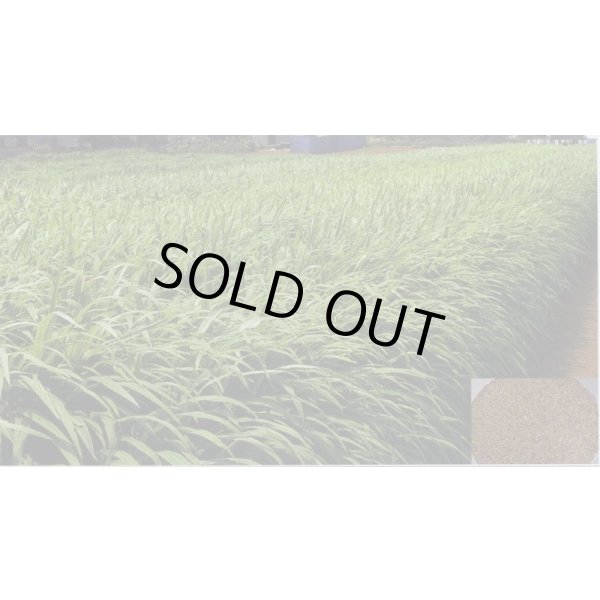 画像4: [緑肥]　ソイルクリーン　1kg　雪印種苗(株) (4)