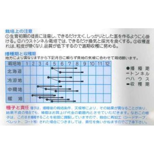 画像2: [とうもろこし]　味なコーン 　　200粒　（株）タカヤマシード (2)