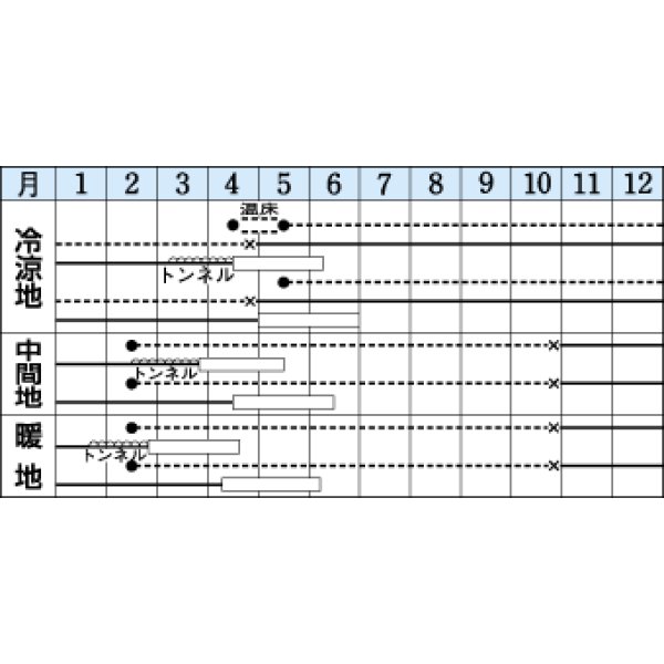 画像2: [その他]　アスパラガス　シャワー　1.2ｍｌ　タキイ種苗（株）　DF (2)