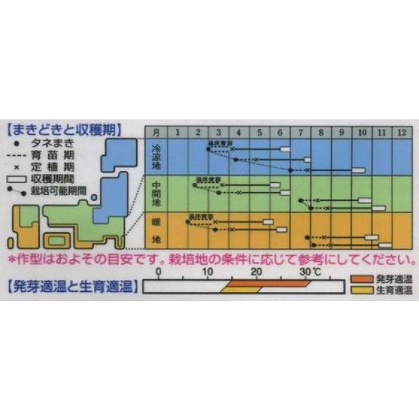 画像2: 送料無料　[キャベツ]　彩里　2000粒　タキイ種苗(株) (2)