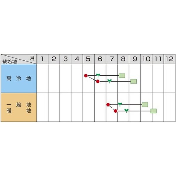 画像2: 送料無料 [カリフラワー] バージンロード 2000粒 (株)サカタのタネ (2)