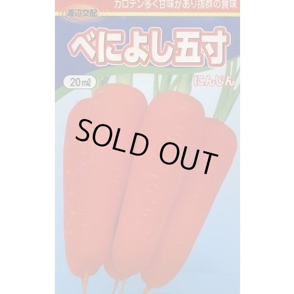 画像1: 送料無料　[人参]　べによし五寸　20ml　渡辺農事（株） (1)