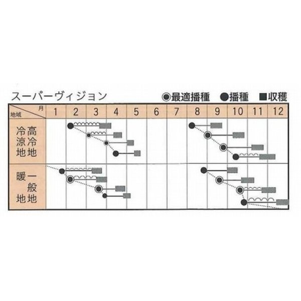 画像4: [ほうれんそう]　スーパーヴィジョン　Mサイズ3万粒　トキタ種苗（株） (4)