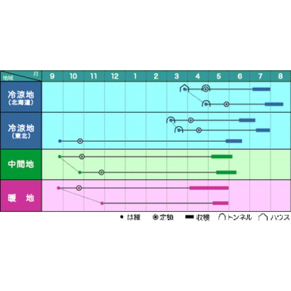 画像2: 送料無料　[そら豆]　大天　23粒　ヴィルモランみかど（株） (2)