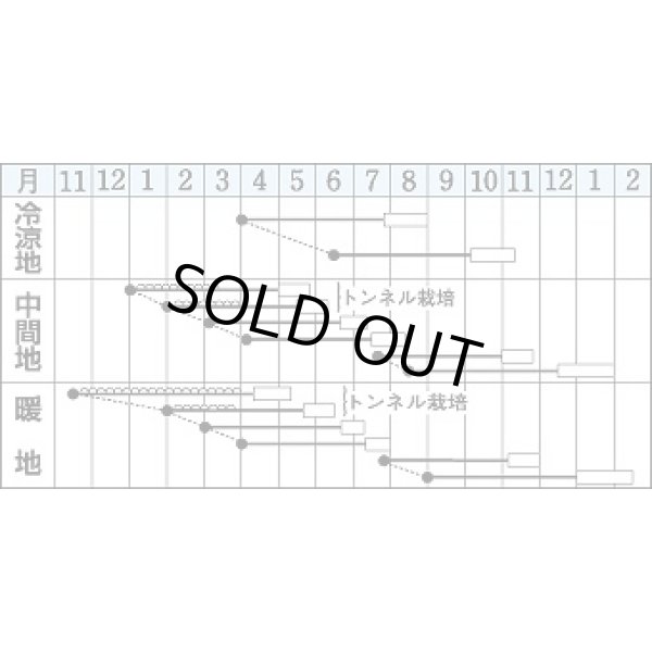 画像2: 送料無料 [人参] Dr.カロテン5 ペレット種子 700粒 タキイ種苗(株) (2)