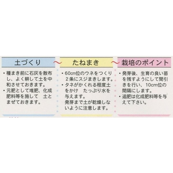 画像2: 葉からし菜　1dl　中原採種場（株） (2)