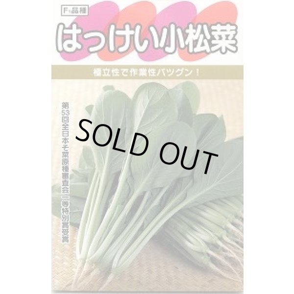 画像2: [シーダー種子]　小松菜　はっけい　1粒×5cm間隔 (2)