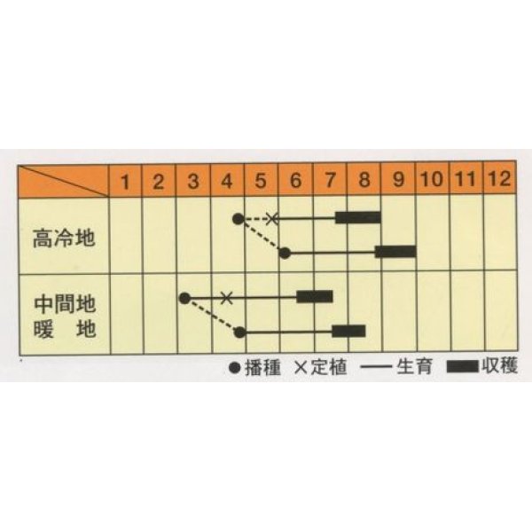 画像3: [葉物]　赤しそ　芳香うら赤しそ　5ｍｌ　松永種苗（株） (3)