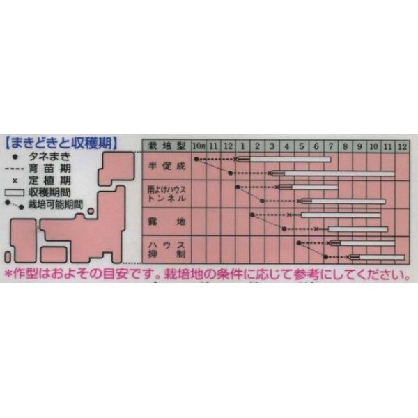 画像2: [とうがらし]　伏見甘長　180粒　　タキイ種苗（株）　GF　 (2)