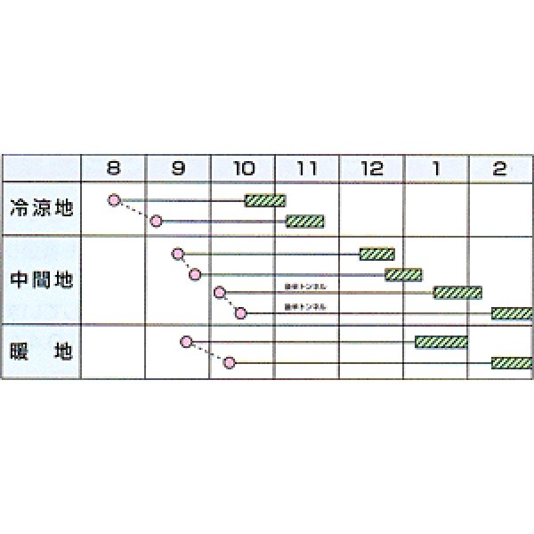 画像2: [大根] 冬の浦総太り 5ml カネコ種苗（株） (2)