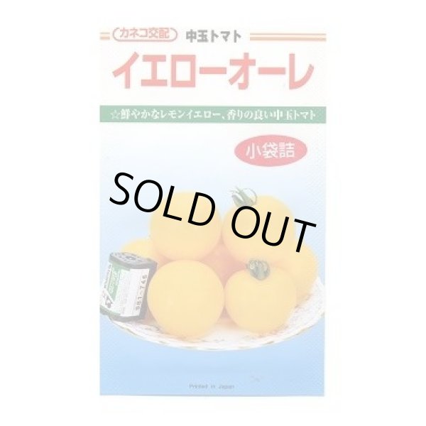 画像1: 送料無料　[トマト/中玉トマト]　イエローオーレ　14粒　カネコ種苗（株） (1)