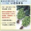 画像4: [枝豆]　いきなまる　1dL　（株）サカタのタネ (4)