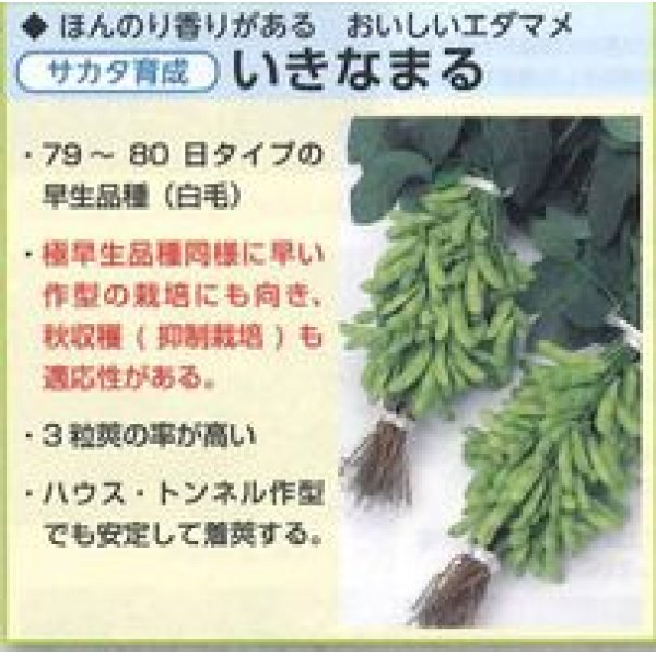画像4: [枝豆]　いきなまる　約40粒　（株）サカタのタネ　　実咲300 (4)