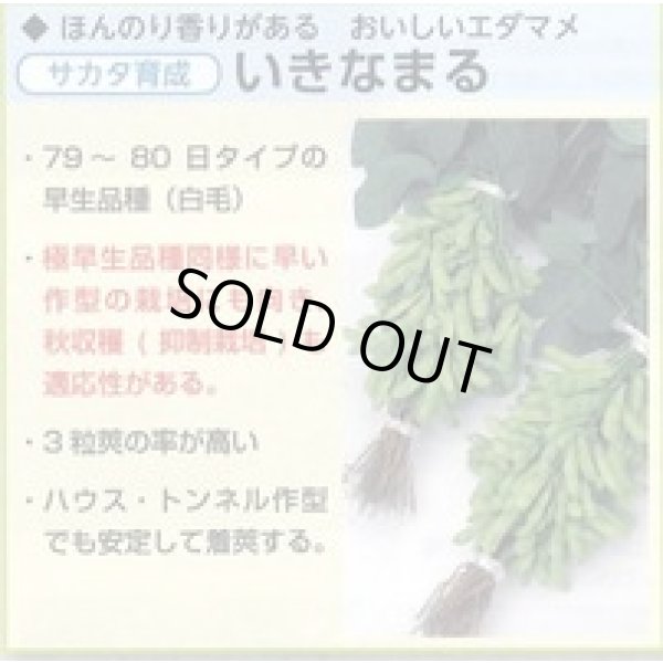 画像4: [枝豆] いきなまる 1L (株)サカタのタネ (4)