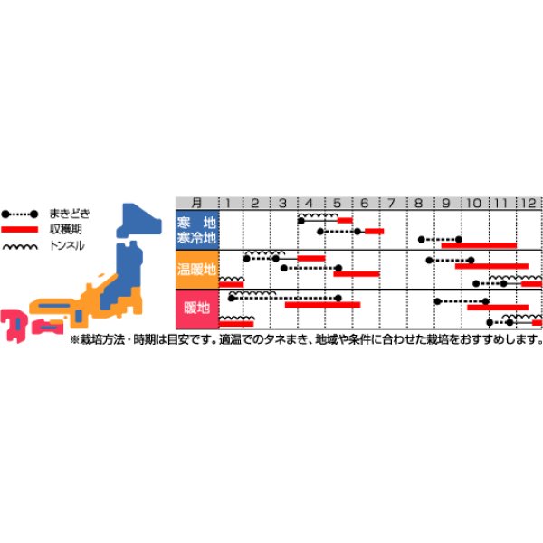 画像3: [大根]　はつかだいこん　カラフルファイブ　約350粒　 サカタ交配　実咲 (3)