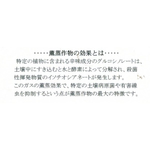 画像5: [緑肥]　チャガラシ　辛神　500g　雪印種苗(株) (5)