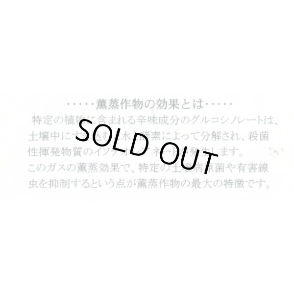 画像5: [緑肥] チャガラシ 辛神 500g 雪印種苗(株) (5)