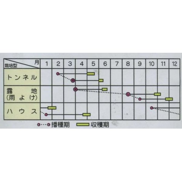 画像2: [ねぎ]　剣舞　1L　サカタのタネ（株） (2)