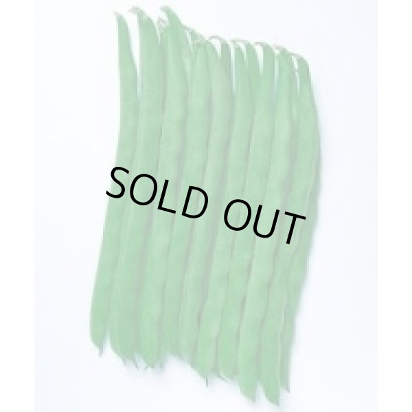 画像3: 送料無料　[いんげん]　ケンタッキー101　約65粒　タキイ種苗　MF (3)