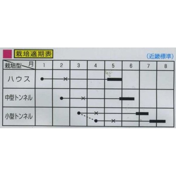 画像2: [瓜類]　まくわ　金城　1ml  大和農園 (2)