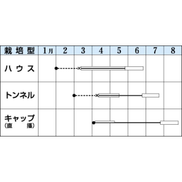 画像3: [瓜類]　マクワ　金太郎　300粒　タキイ種苗（株） (3)