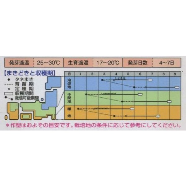 画像2: 送料無料　[かぼちゃ]　金糸瓜　16粒　タキイ種苗(株)　GF (2)