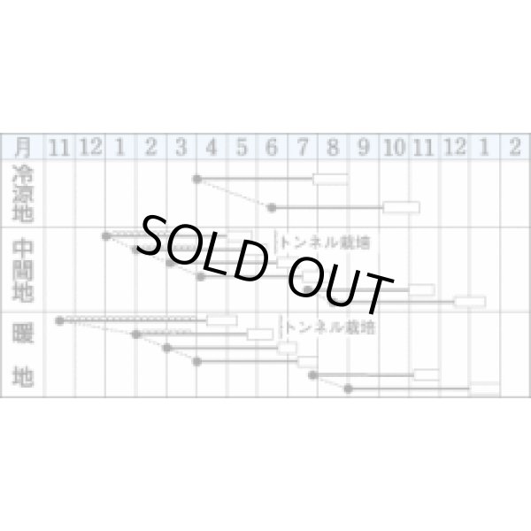 画像2: 送料無料 [人参] 向陽二号 ペレット種子 ペレット 1万粒 タキイ種苗(株) (2)