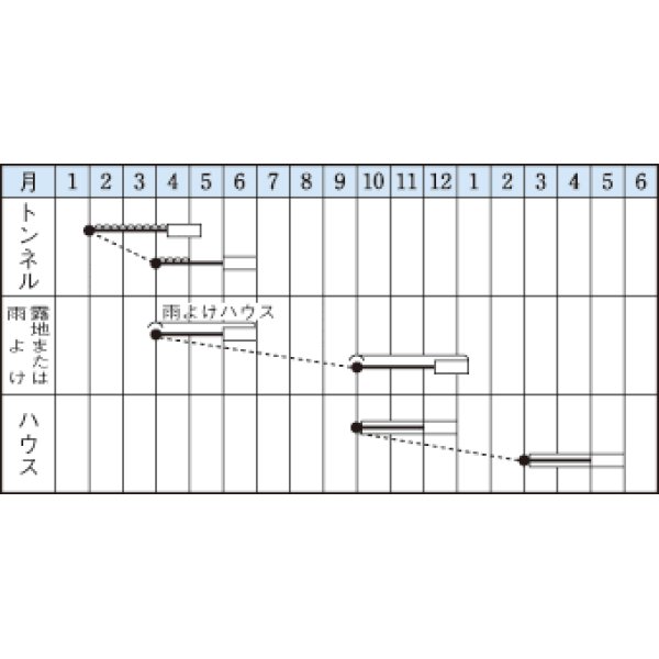 画像2: [ねぎ]　小春　15ml　タキイ種苗（株）　GF (2)