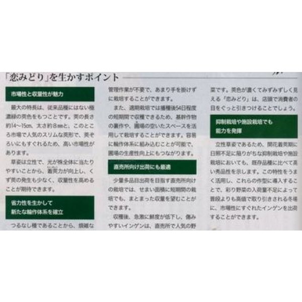 画像5: [いんげん]　恋みどり　1L　タキイ種苗(株) (5)