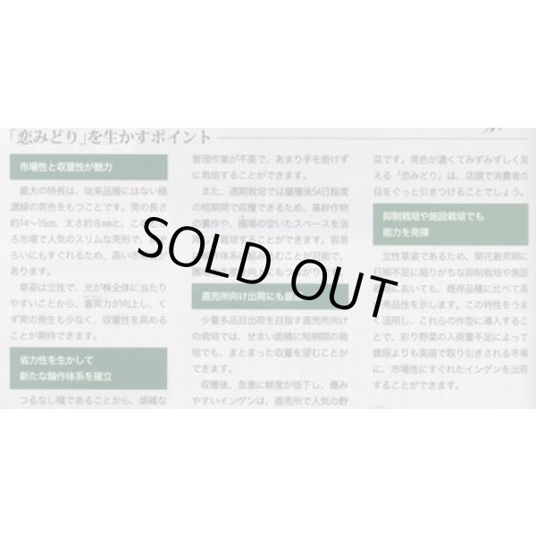 画像5: [いんげん]　恋みどり　1L　タキイ種苗(株) (5)