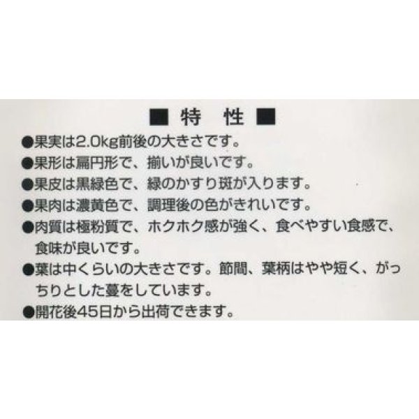 画像3: 送料無料　[かぼちゃ]　恋するマロン　9粒　カネコ種苗（株） (3)