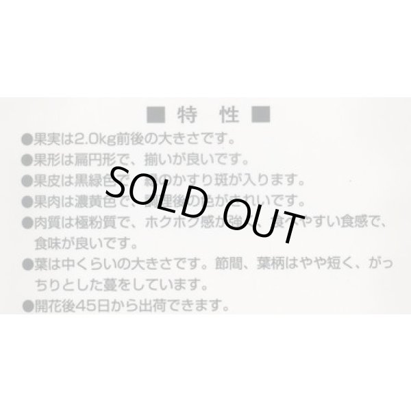 画像3: 送料無料　[かぼちゃ]　恋するマロン　9粒　カネコ種苗（株） (3)