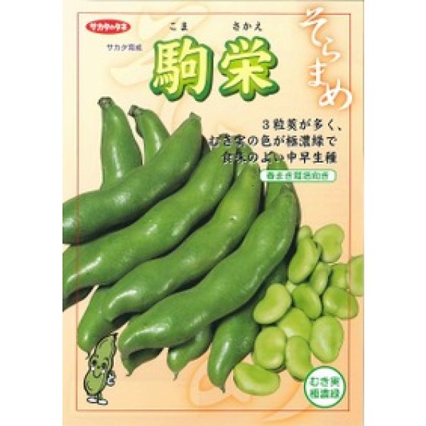 画像2: [そら豆]　駒栄　1L(およそ260粒)　(株)サカタのタネ (2)