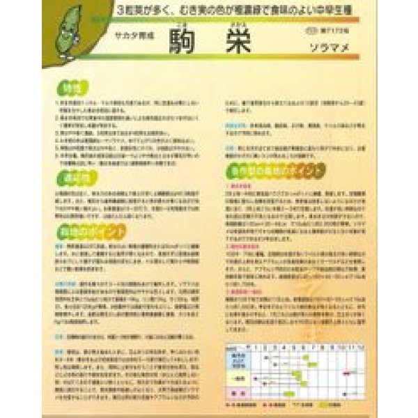 画像3: [そら豆]　駒栄　1L(およそ260粒)　(株)サカタのタネ (3)