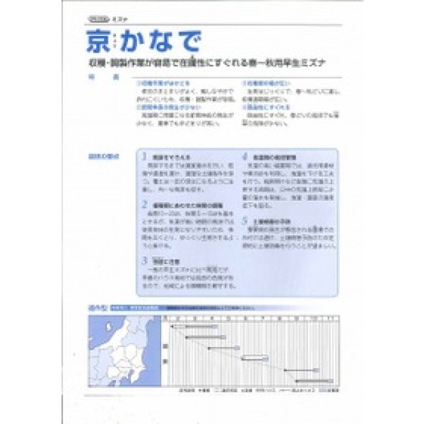 画像2: [シーダー種子]　みずな　京かなで　1粒×5cm間隔 (2)