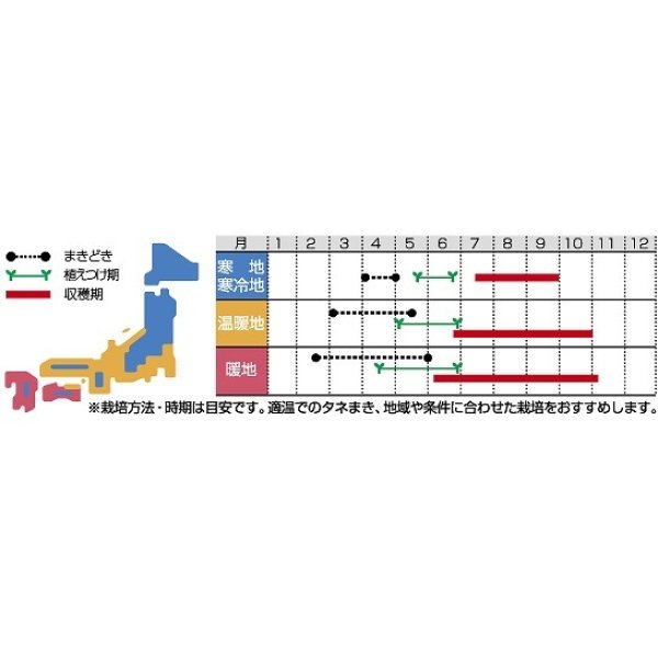 画像2: [なす]　マー坊　約60粒　　サカタ交配　　実咲 (2)