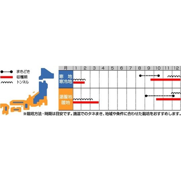 画像3: 送料無料　[ほうれんそう]　まほろば法蓮草　1dl　サカタ交配 (3)