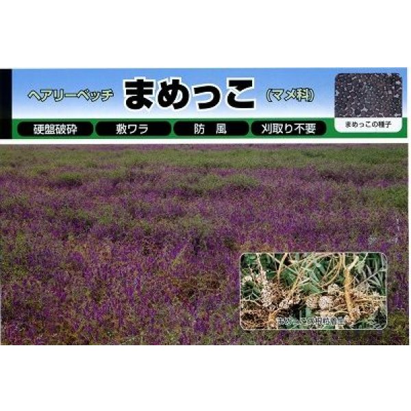画像4: [緑肥] ヘアリーベッチ まめっこ 1kg カネコ種苗(株) (4)